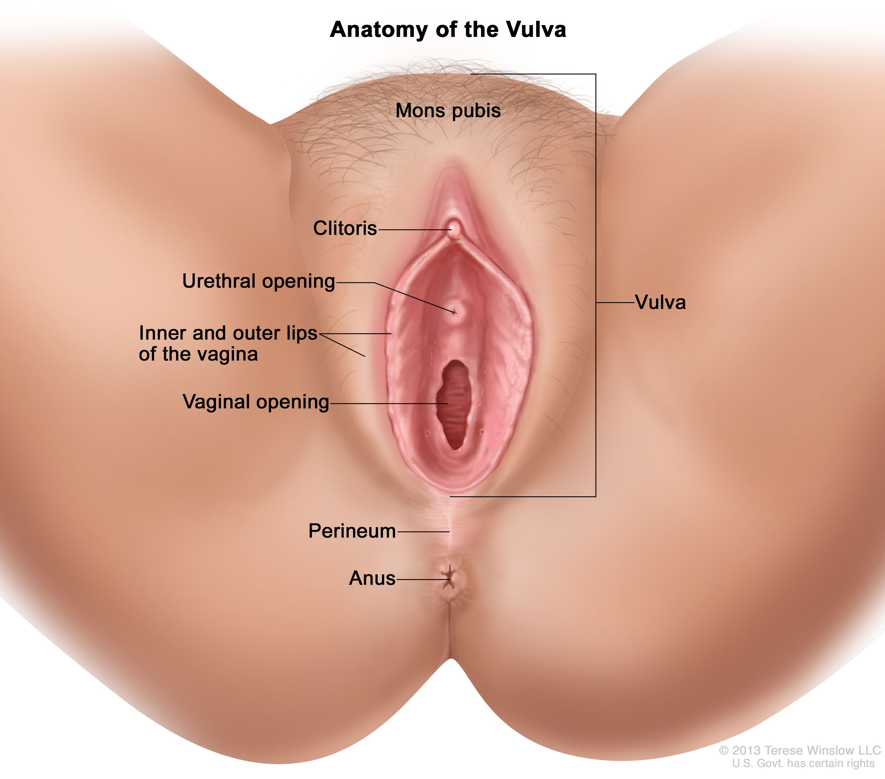 Woman two vaginas