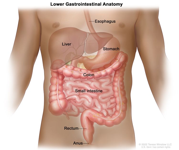 colon and rectum anatomy