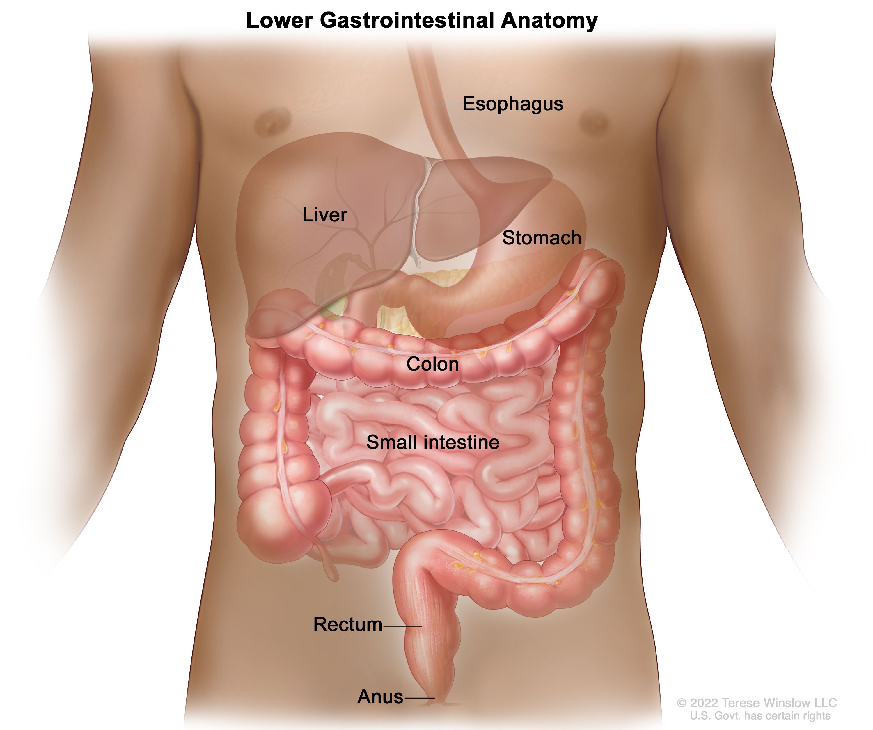 Colon Cancer Treatment Pdq Patient Version National Cancer Institute