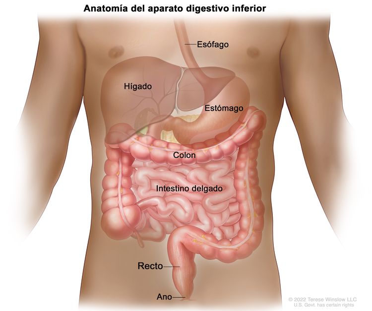 Anatomía del aparato digestivo (gastrointestinal). En la imagen se observan el esófago, el hígado, el estómago, el colon, el intestino delgado, el recto y el ano.