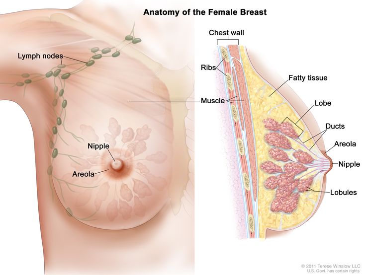 Risba anatomije dojk žensk, ki prikazuje bezgavke, bradavico, areolo, prsno steno, rebra, mišice, maščobno tkivo, reženj, kanale in lobule.