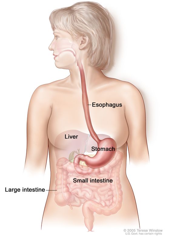 digestive system colon