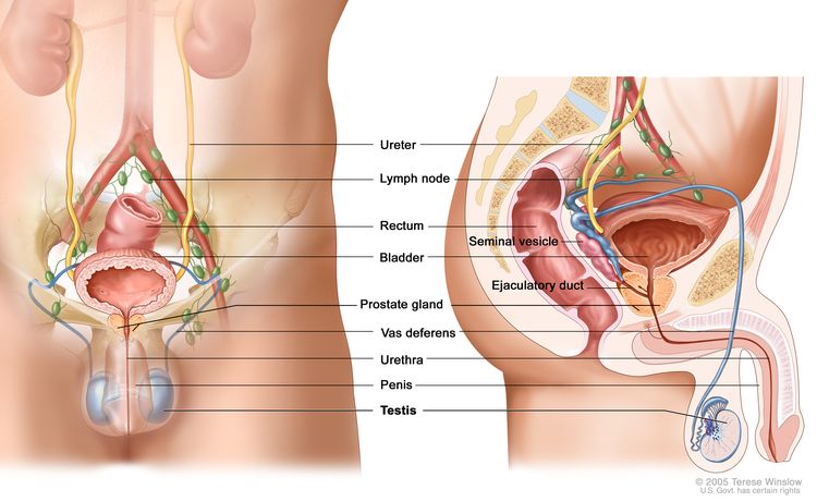 Anatomy of the male reproductive and urinary systems; drawing shows front and side views of ureters, lymph nodes, rectum, bladder, prostate gland, vas deferens, urethra, penis, testicles, seminal vesicle, and ejaculatory duct.
