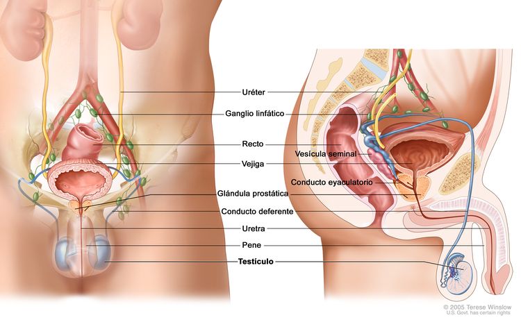 Anatomía del sistema reproductor y el sistema urinario masculino; el dibujo muestra vistas frontales y laterales de los uréteres, los ganglios linfáticos, la vejiga, el recto, la glándula prostática, el conducto deferente, la uretra, el pene y los testículos, la vesícula seminal, y el conducto eyaculatorio.