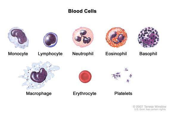 human white blood cells under microscope