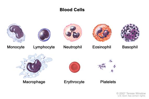 Definition Of Monocyte NCI Dictionary Of Cancer Terms NCI