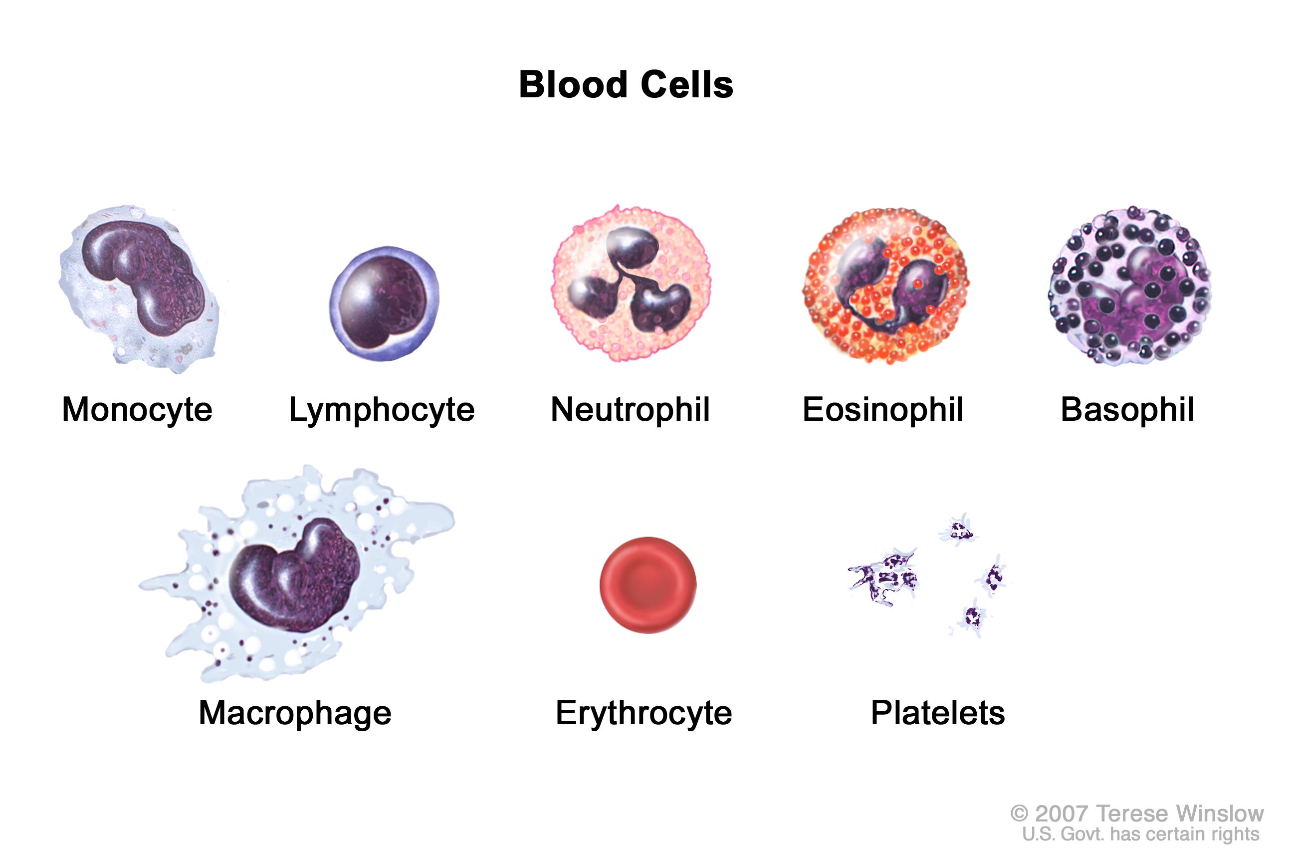 Definition of red blood cell - NCI Dictionary of Cancer Terms - NCI