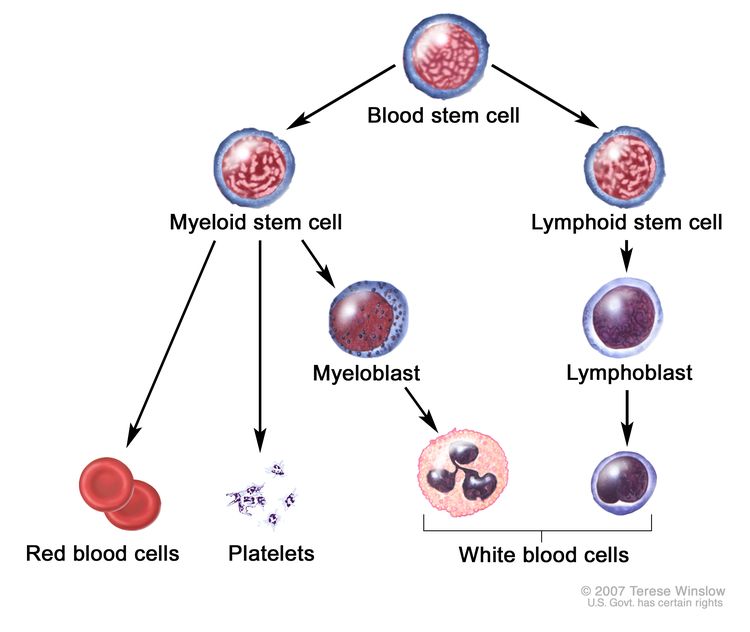 تطور خلايا الدم يوضح الرسم الخطوات التي تمر بها خلية الدم الجذعية لتصبح خلية دم حمراء أو صفيحة أو خلية دم بيضاء. يُظهر الرسم أن الخلية الجذعية النخاعية تصبح خلية دم حمراء أو صفيحة دموية أو أرومة نخاعية ، والتي تصبح بعد ذلك خلية دم بيضاء. يُظهر الرسم أيضًا أن الخلية الجذعية اللمفاوية تتحول إلى أرومة ليمفاوية ثم واحدة من عدة أنواع مختلفة من خلايا الدم البيضاء.