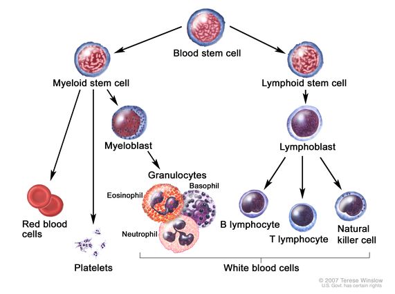 Definition Of Leukocyte Nci Dictionary Of Cancer Terms National Cancer Institute