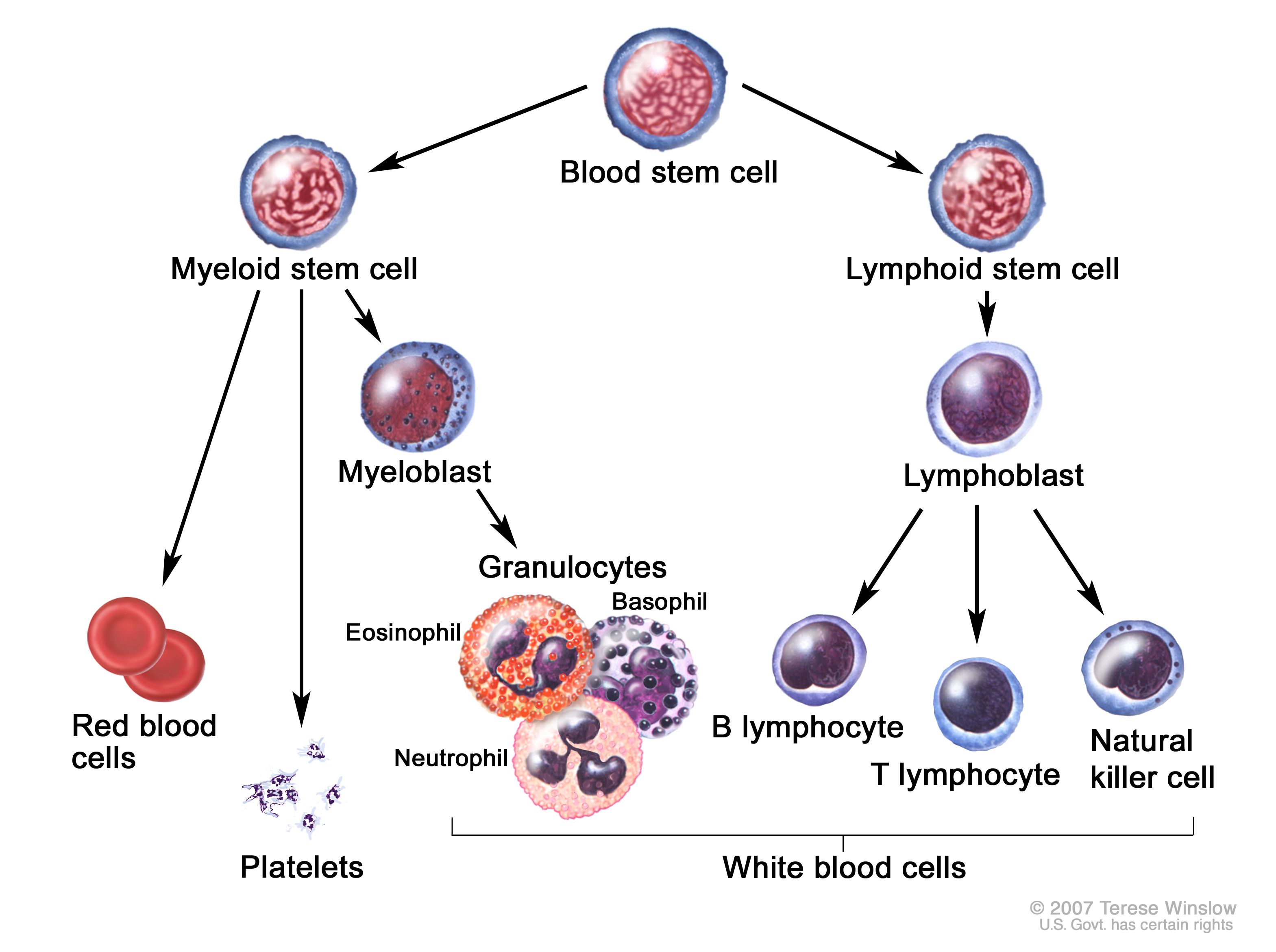 Développement des cellules sanguines
