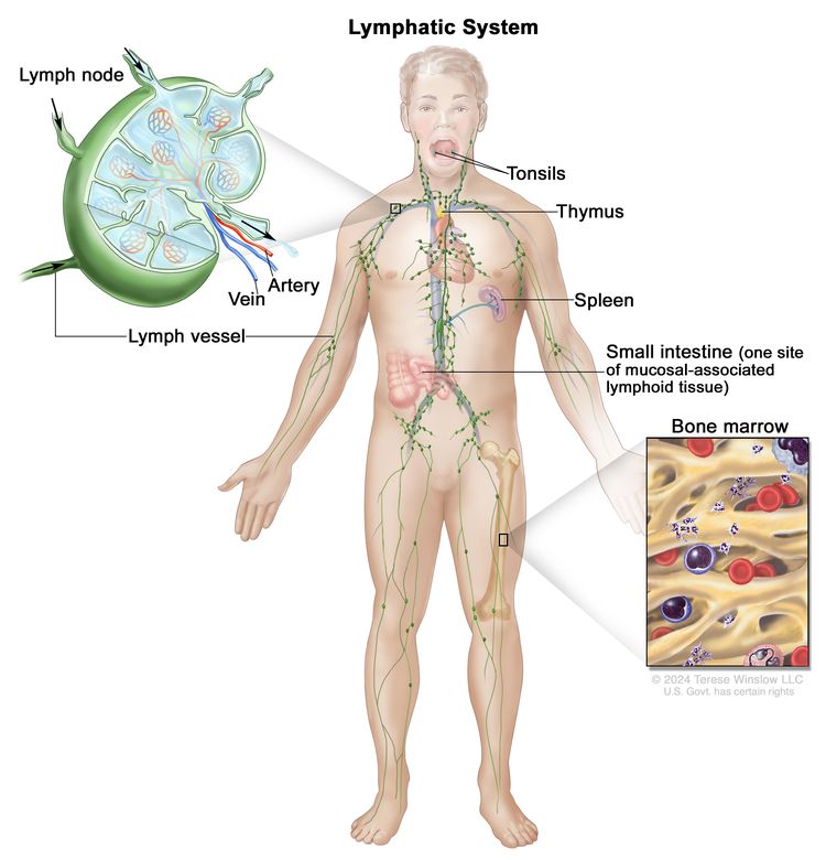Lymph system; drawing shows the lymph vessels and lymph organs including the lymph nodes, tonsils, thymus, spleen, and bone marrow. One inset shows the inside structure of a lymph node and the attached lymph vessels with arrows showing how the lymph (clear fluid) moves into and out of the lymph node. Another inset shows a close up of bone marrow with blood cells.