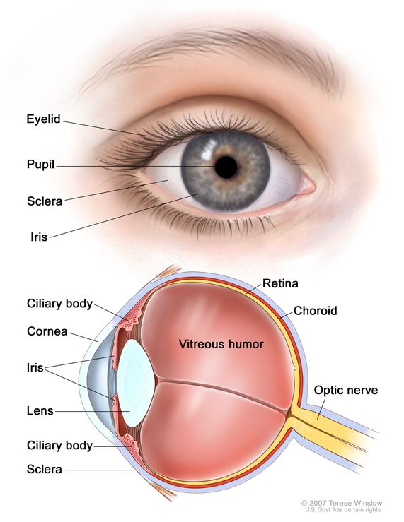 Definition of cornea - NCI Dictionary of Cancer Terms - NCI