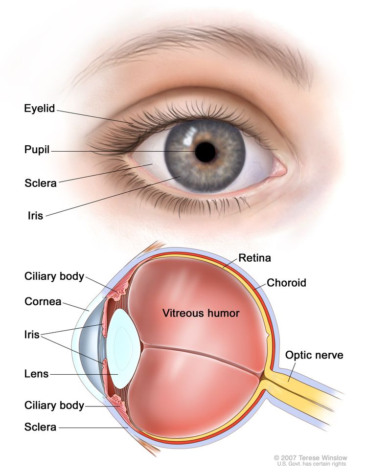 Eye anatomy; two-panel drawing showing the outside and inside of the eye. The top panel shows the outside of the eye, including the eyelid, pupil, sclera, and iris. The bottom panel shows the inside of the eye, including the cornea, lens, ciliary body, retina, choroid, optic nerve, and vitreous humor.