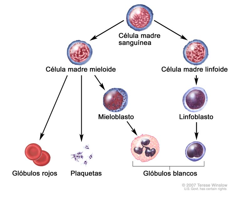 Evolución de una célula sanguínea; el dibujo muestra el proceso por el que pasa una célula madre sanguínea para convertirse en un glóbulo rojo, una plaqueta o un glóbulo blanco. Este dibujo muestra una célula madre mieloide que se convierte en un glóbulo rojo, una plaqueta, o un mieloblasto, el cual luego se convierte en un glóbulo blanco. También muestra una célula madre linfoide que se convierte en un linfoblasto y luego en uno de varios tipos diferentes de glóbulos blancos.