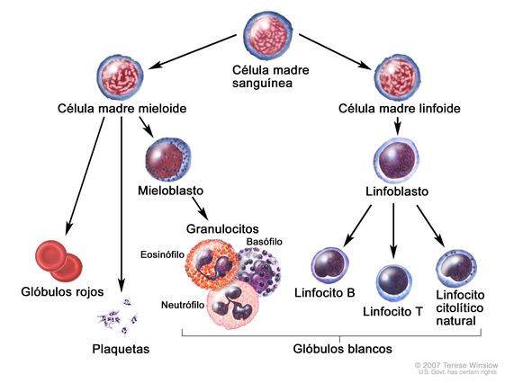 Como actúan los linfocitos T y B