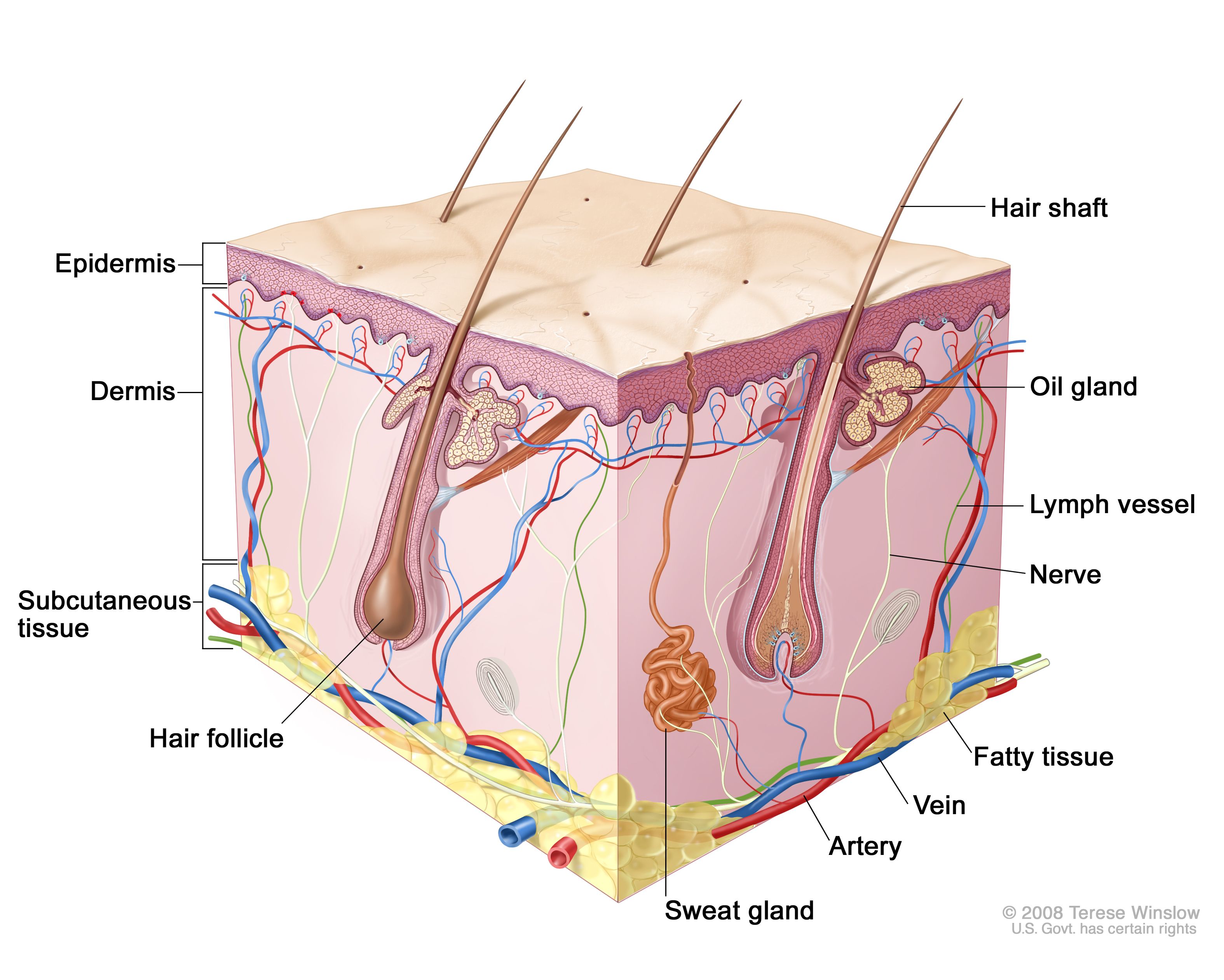 Definition of hair follicle - NCI Dictionary of Cancer Terms - NCI