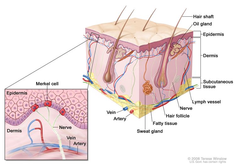 NCI PDQ: Merkel Cell Carcinoma  Fox Chase Cancer Center - Philadelphia PA