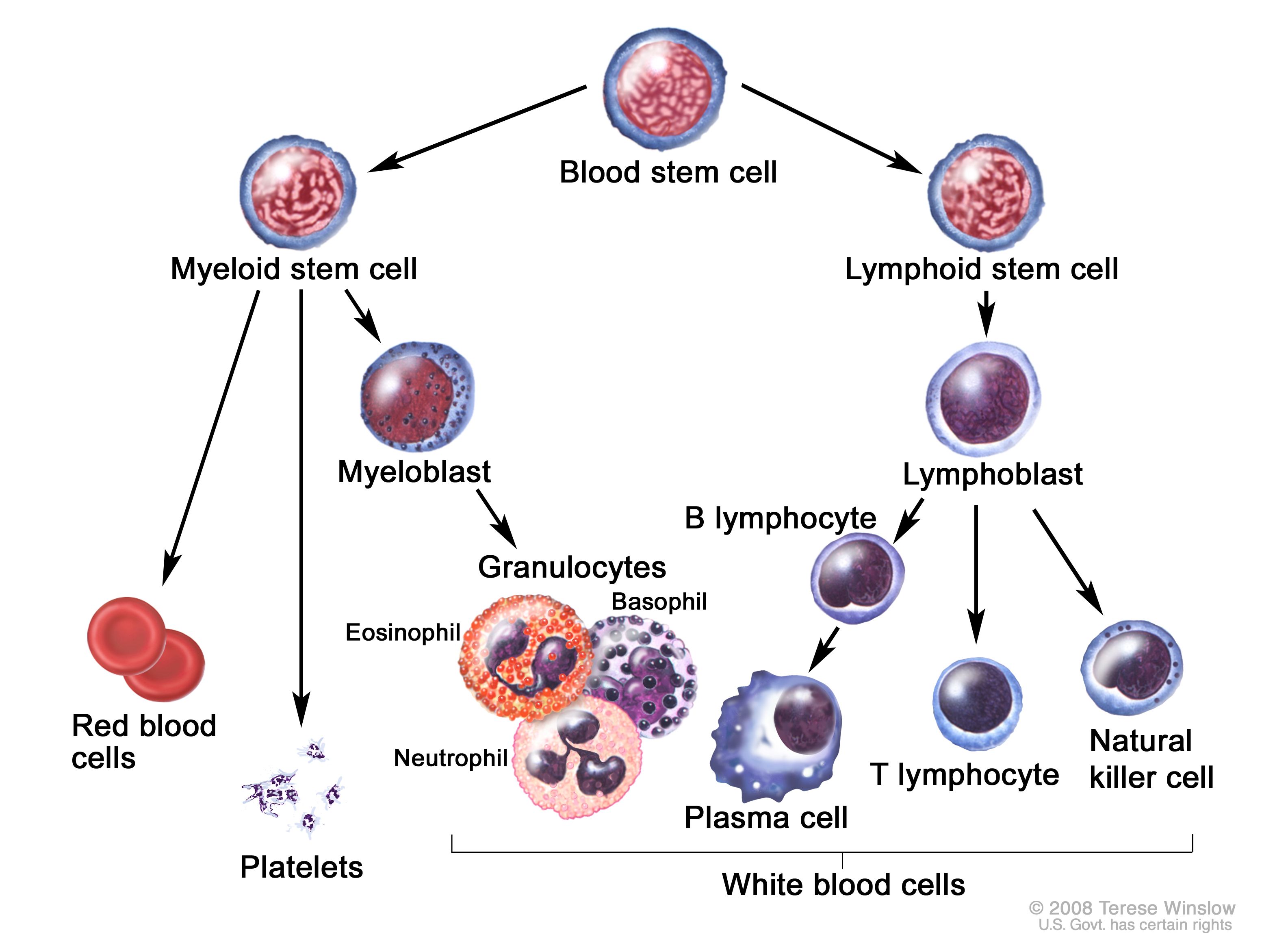 Definition of plasma cell - NCI Dictionary of Cancer Terms - NCI