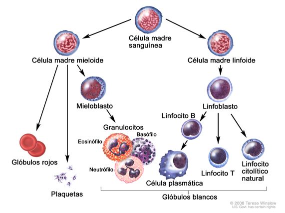 Definición de célula plasmática - Diccionario de cáncer del NCI - NCI