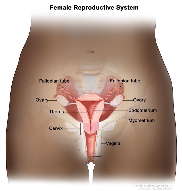 Cervix position in the female Reproductive System
