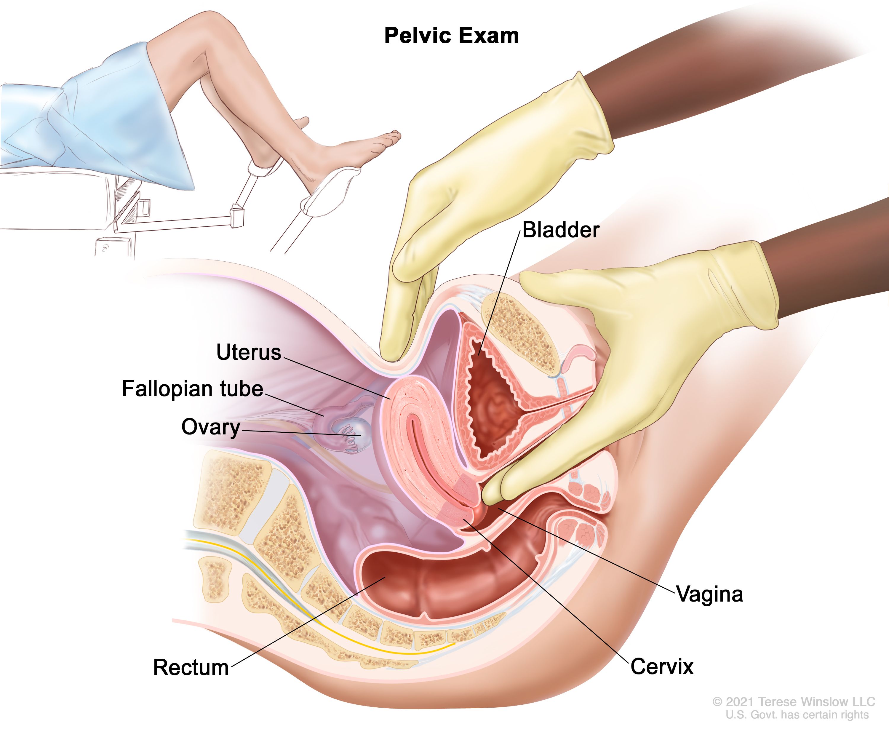 how long does cancer take to develop