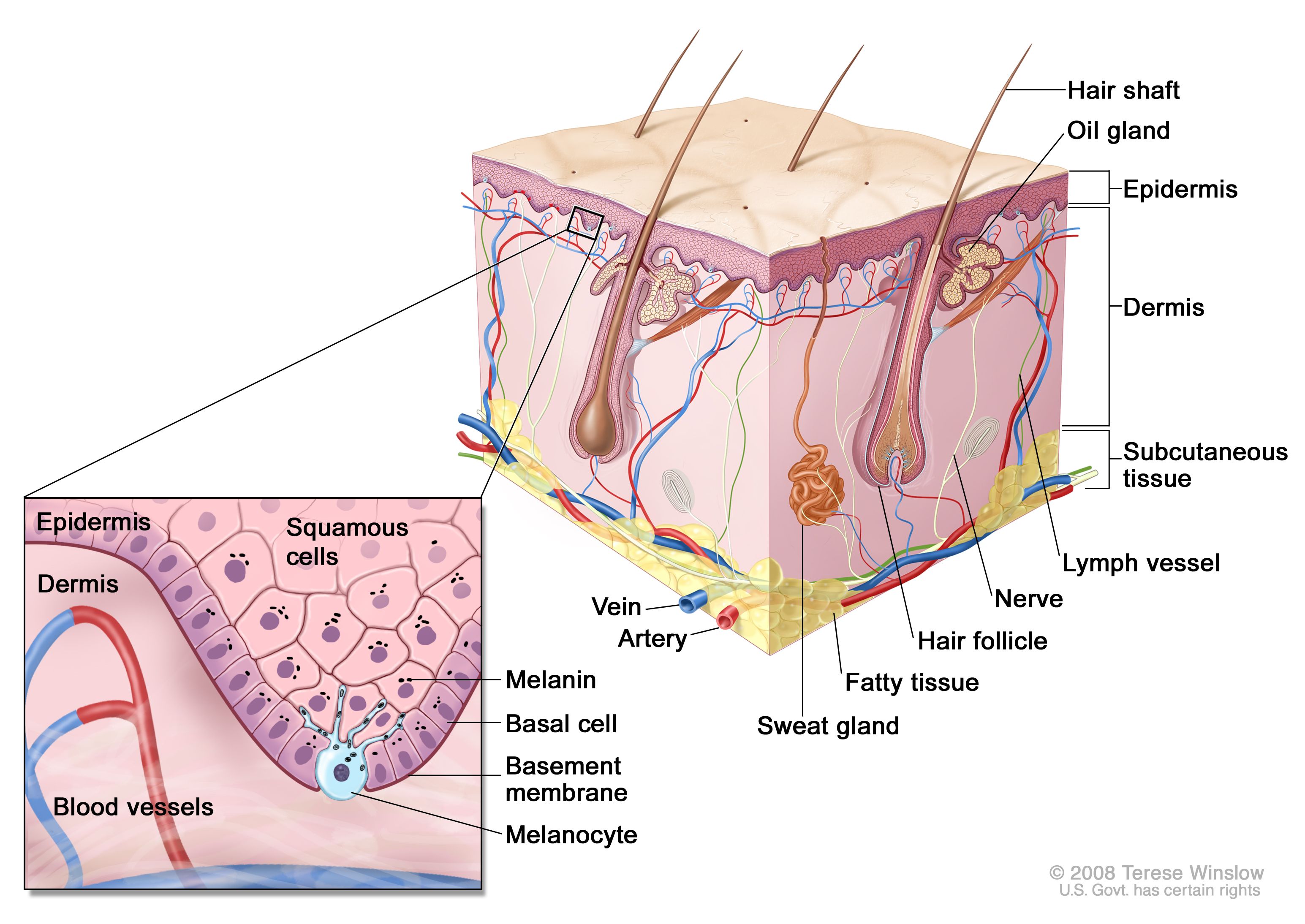 正常皮膚の略図；表皮、真皮、毛包、汗腺、毛幹、静脈、動脈、脂肪組織、神経、リンパ管、脂腺、皮下組織などの正常皮膚の解剖学的構造を示す。拡大図では、表皮の扁平上皮細胞および基底細胞層、表皮と真皮の間の基底膜、および真皮を血管とともに詳細に示している。細胞の内部にメラニンが示されている。メラノサイトは、表皮の最深部に位置する基底細胞層にある。