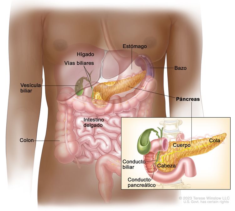 Anatomía del páncreas. En el dibujo se observan el páncreas, el estómago, el bazo, el hígado, las vías biliares, la vesícula biliar, el intestino delgado y el colon. En el recuadro se muestran la cabeza, el cuerpo y la cola del páncreas. También se muestran un conducto biliar y el conducto pancreático.