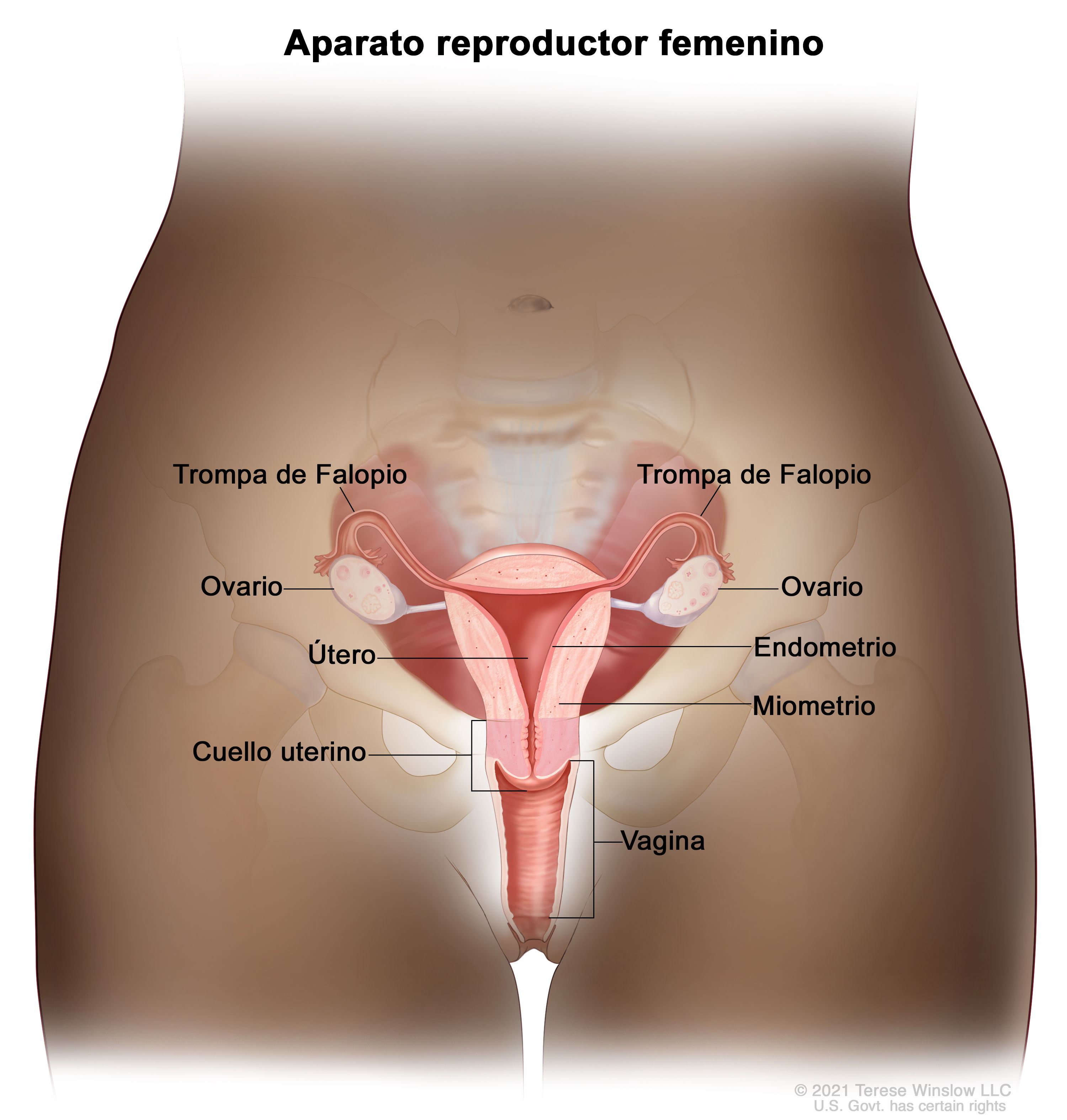 Anatomía reproductiva femenina