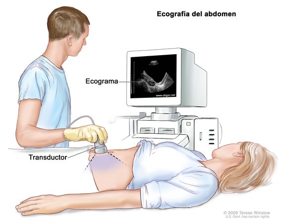 ecografía de próstata transabdominal)