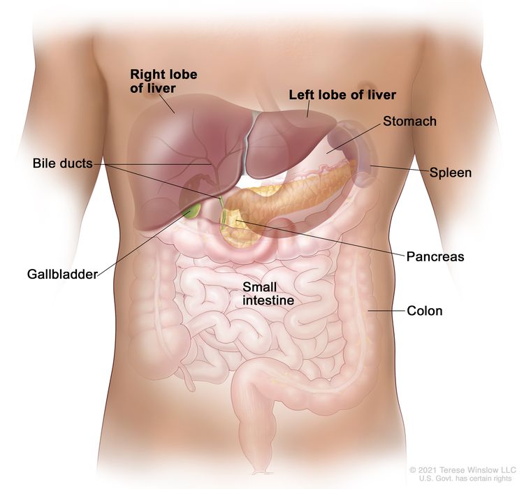 Anatomy of the liver; drawing shows the right and left lobes of the liver. Also shown are the bile ducts, gallbladder, stomach, spleen, pancreas, small intestine, and colon.