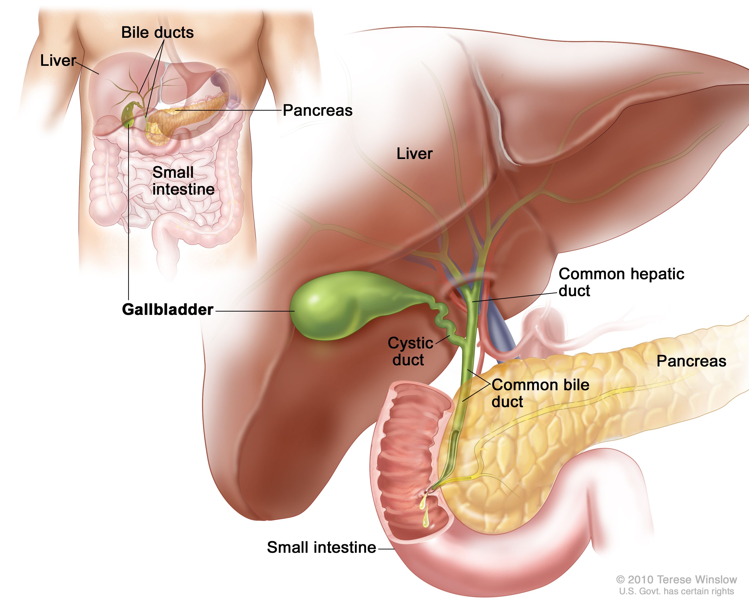 gallbladder location