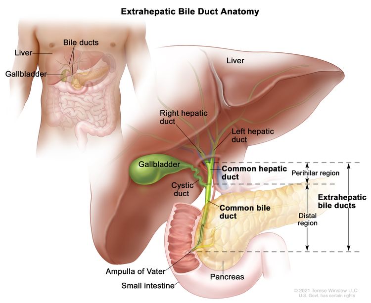 Anatomy of the extrahepatic bile ducts; drawing shows the liver, right and left hepatic ducts, gallbladder, cystic duct, common hepatic duct (hilum region), common bile duct (distal region), extrahepatic bile duct, pancreas, and small intestine. An inset shows the liver, bile ducts, and gallbladder.
