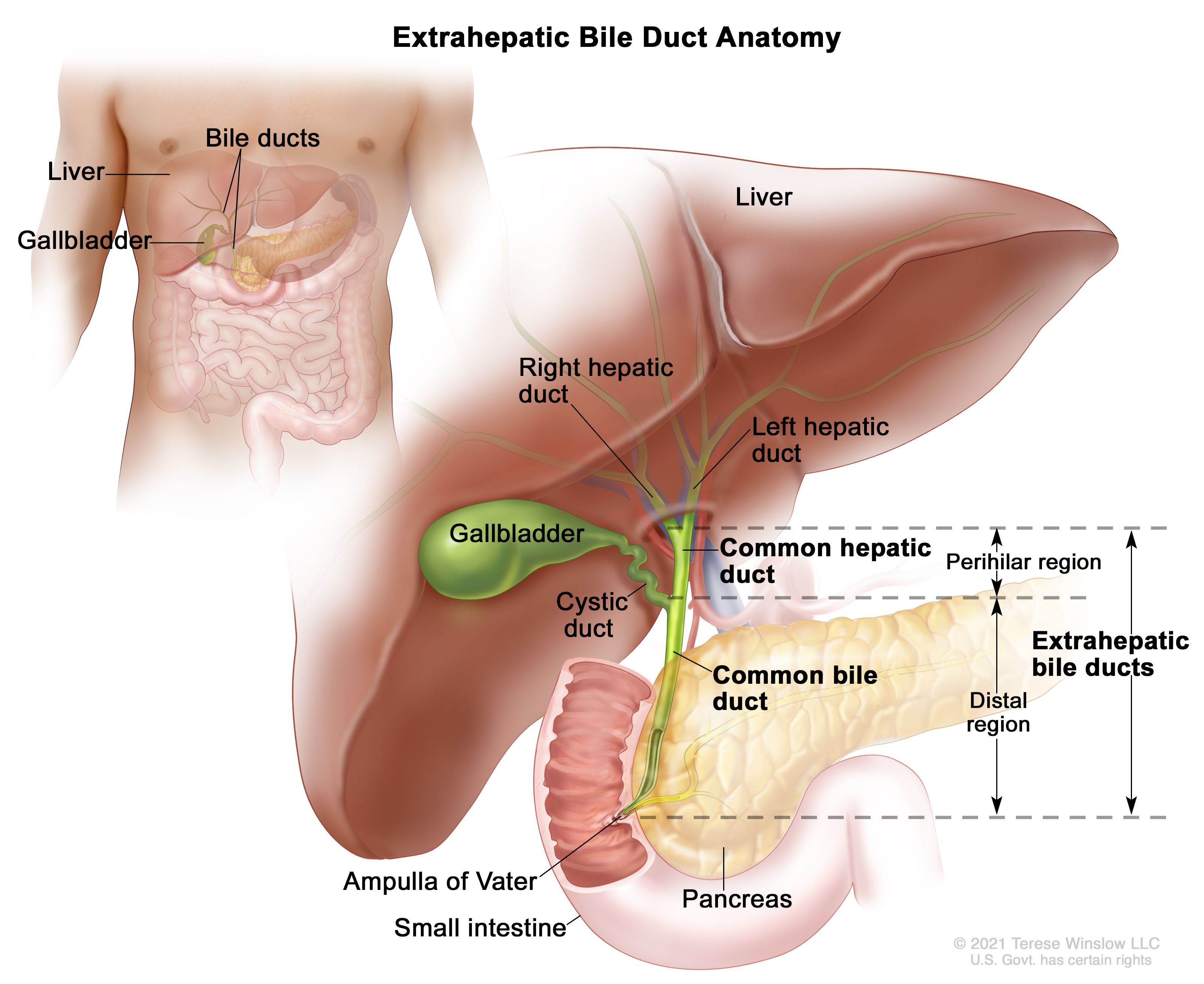 liver and gallbladder diagram