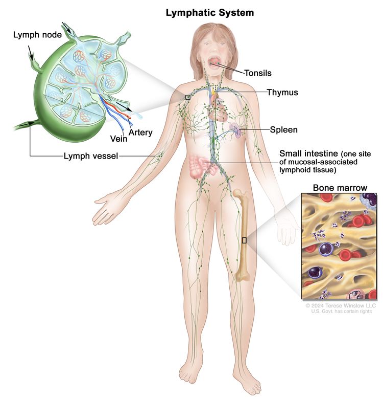 Lymph system; drawing shows the lymph vessels and lymph organs, including the lymph nodes, tonsils, thymus, spleen, and bone marrow. One inset shows the inside structure of a lymph node and the attached lymph vessels with arrows showing how the lymph (clear fluid) moves into and out of the lymph node. Another inset shows a close up of bone marrow with blood cells.