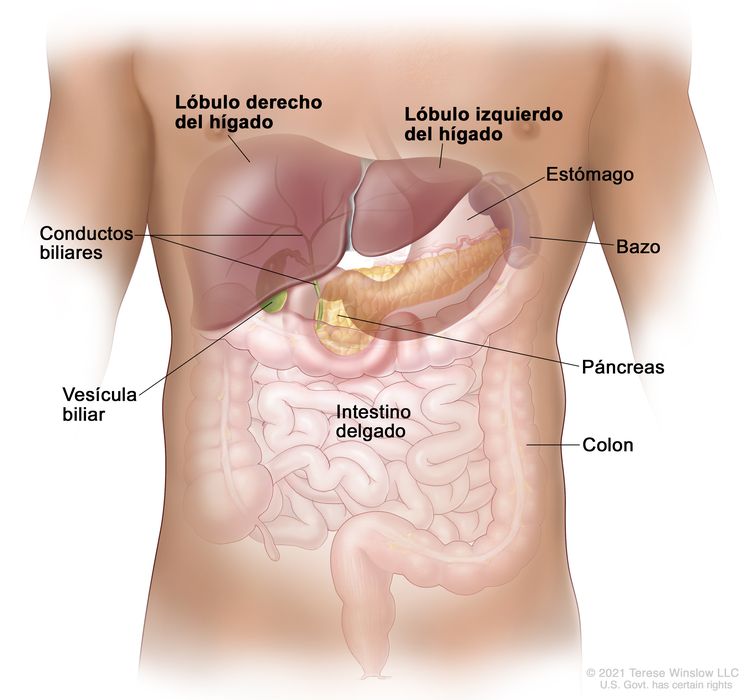 Anatomía del hígado. En el dibujo se observa el tronco de una persona adulta, en cuyo interior se ve la ubicación del hígado dentro del cuerpo y se muestran los lóbulos derecho e izquierdo del hígado. También se señalan los conductos biliares, la vesícula biliar, el estómago, el bazo, el páncreas, el intestino delgado y el colon.