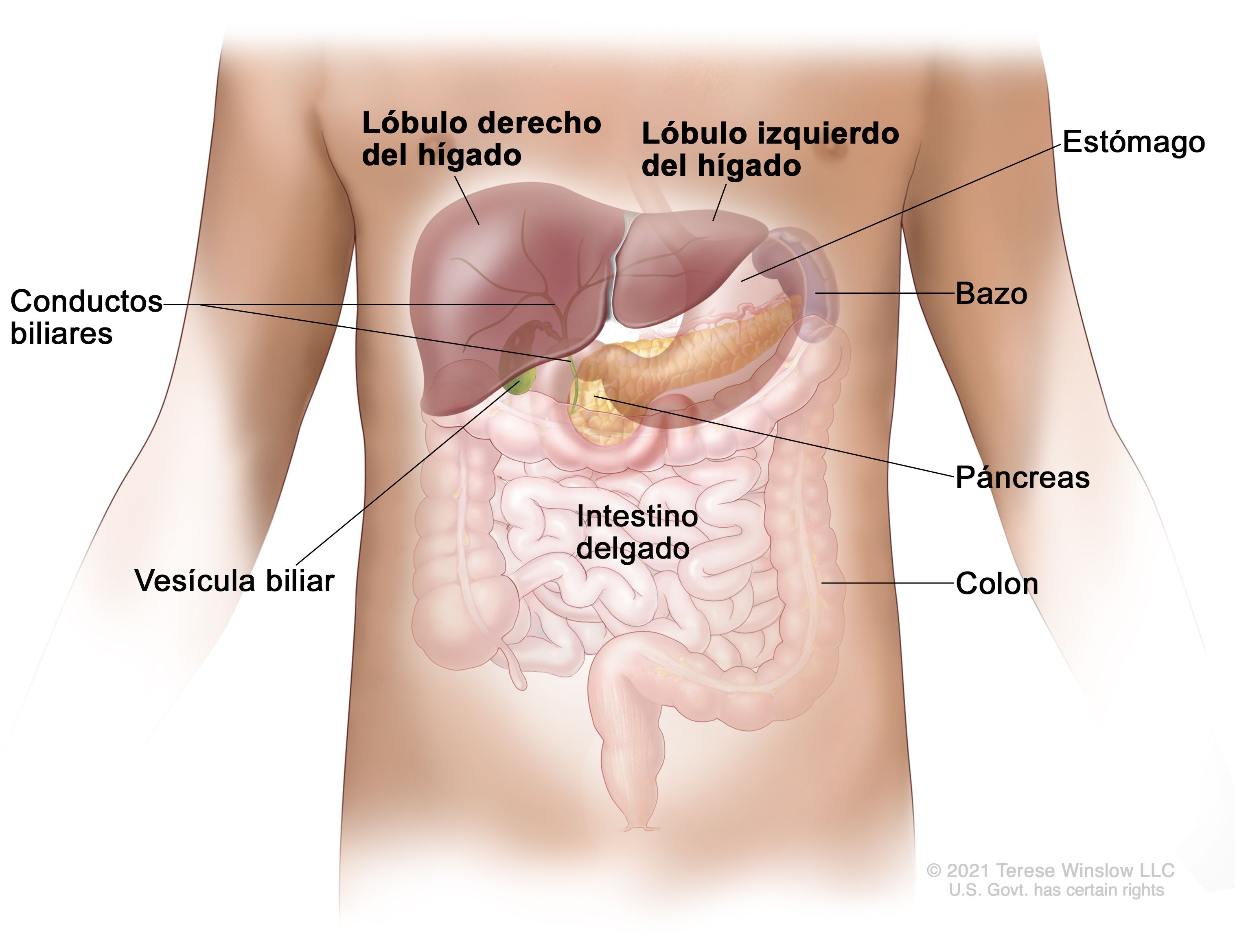 Анатомия с внутренними органами селезенка