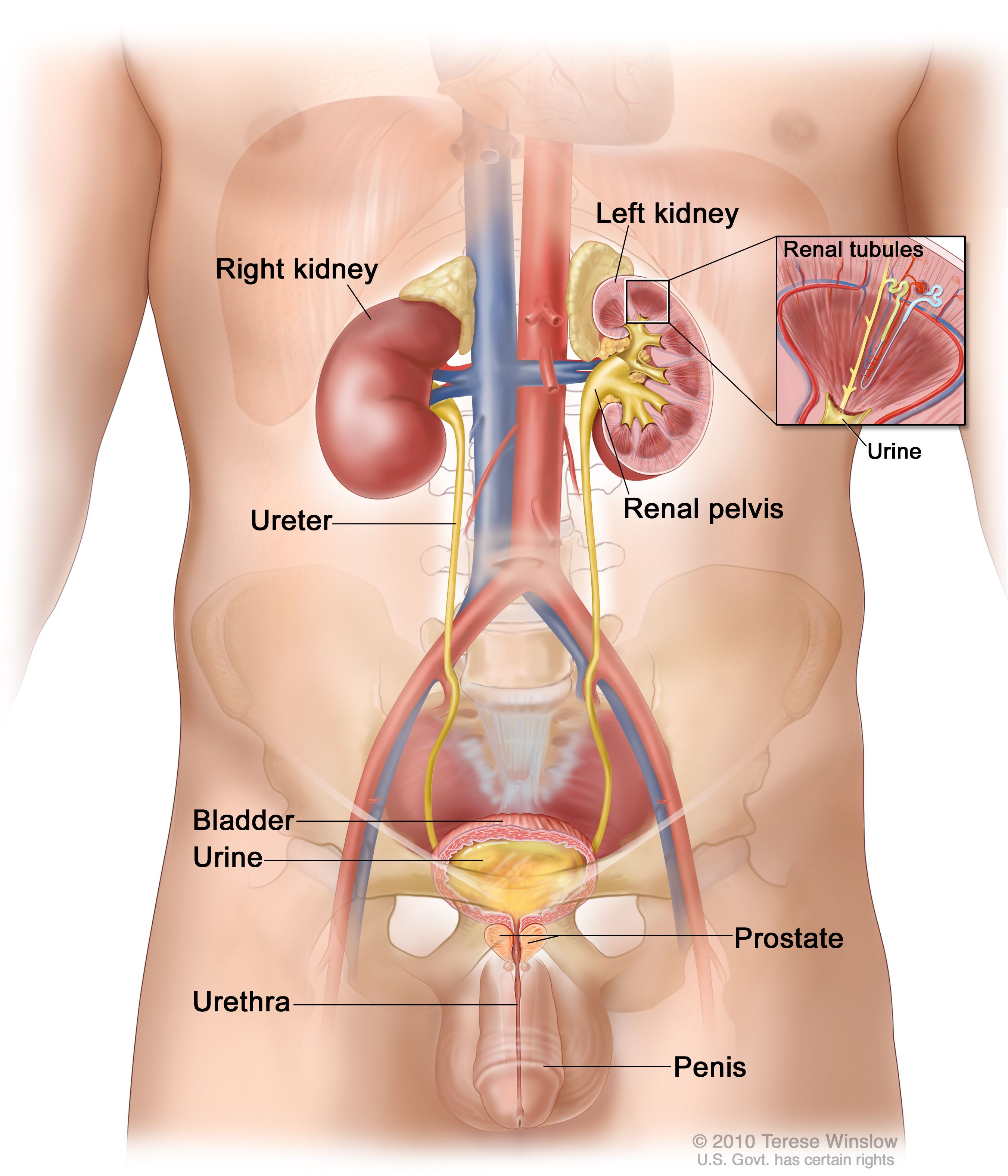 renal pelvis location in body