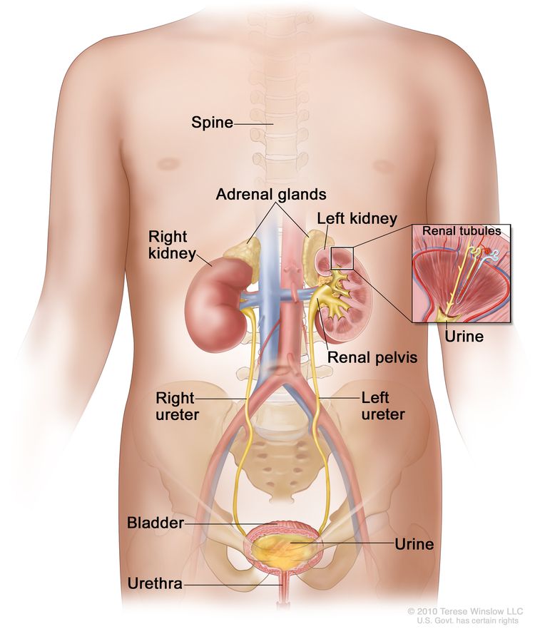 Anatomy of the urinary system; drawing showing the right and left kidneys, the ureters, the bladder filled with urine, and the urethra. The inside of the left kidney shows the renal pelvis. An inset shows the renal tubules and urine. The spine and adrenal glands are also shown.