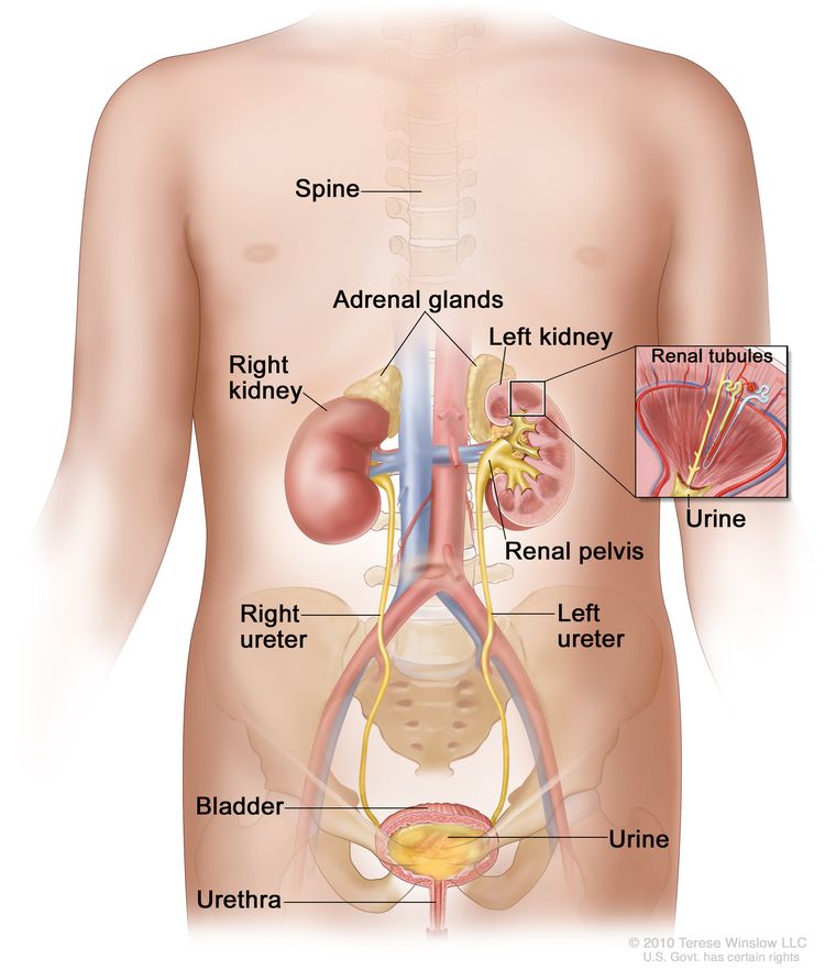 Childhood Bladder Cancer - NCI