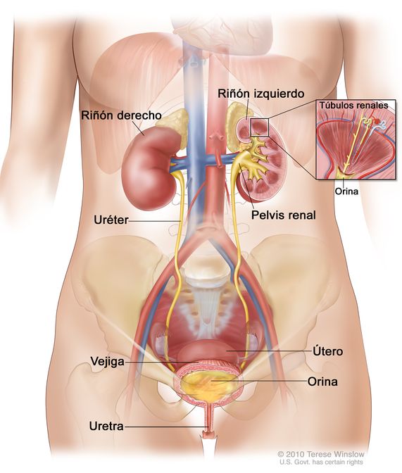 Estructuras del sistema urinario