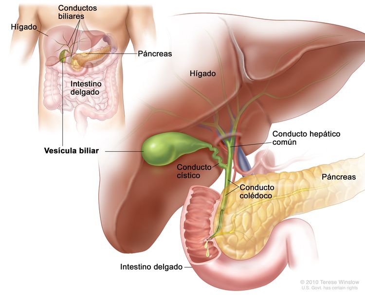 Anatomía de la vesícula biliar; se observa el hígado, el conducto hepático común, el conducto cístico, el conducto colédoco, el páncreas y el intestino delgado. En el recuadro se observa el hígado, los conductos biliares, la vesícula biliar, el páncreas y el intestino delgado.
