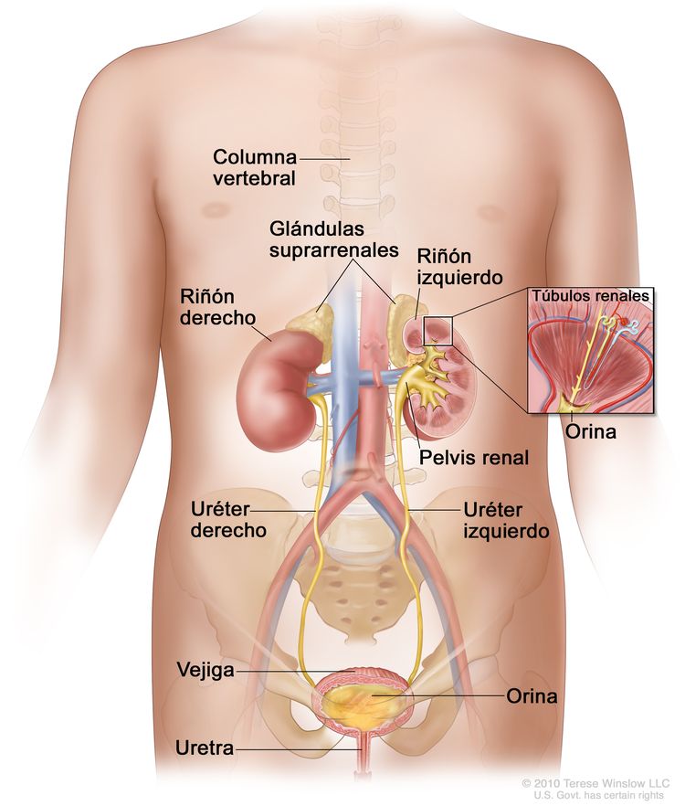Anatomía del sistema urinario femenino; la imagen muestra una vista de frente del riñón izquierdo y derecho, los uréteres, la uretra y la vejiga llena de orina. En el interior del riñón izquierdo se ve la pelvis renal. En un recuadro se ven los túbulos renales y la orina. También se ve la columna vertebral, las glándulas suprarrenales y el útero.