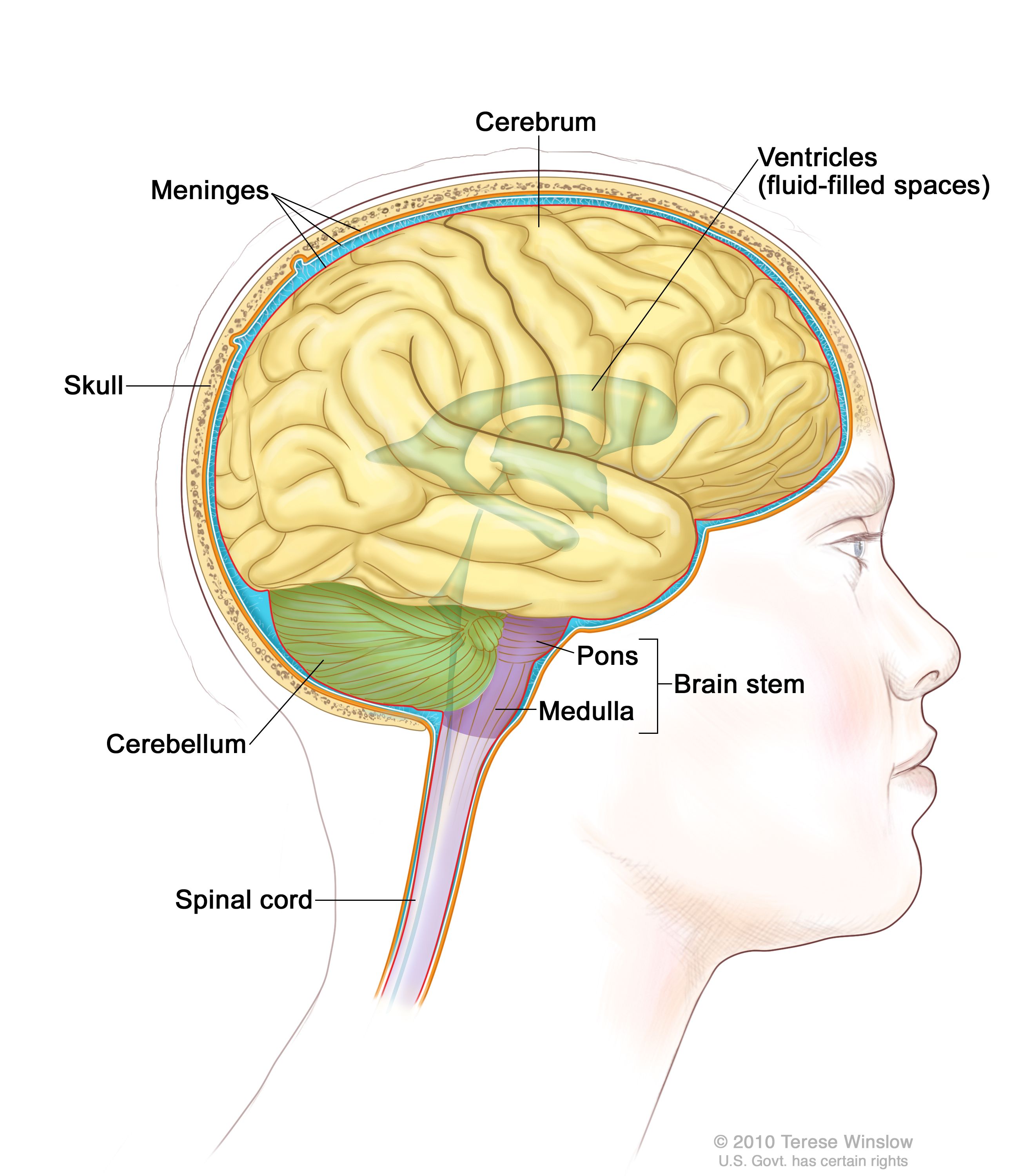 cerebrum brain