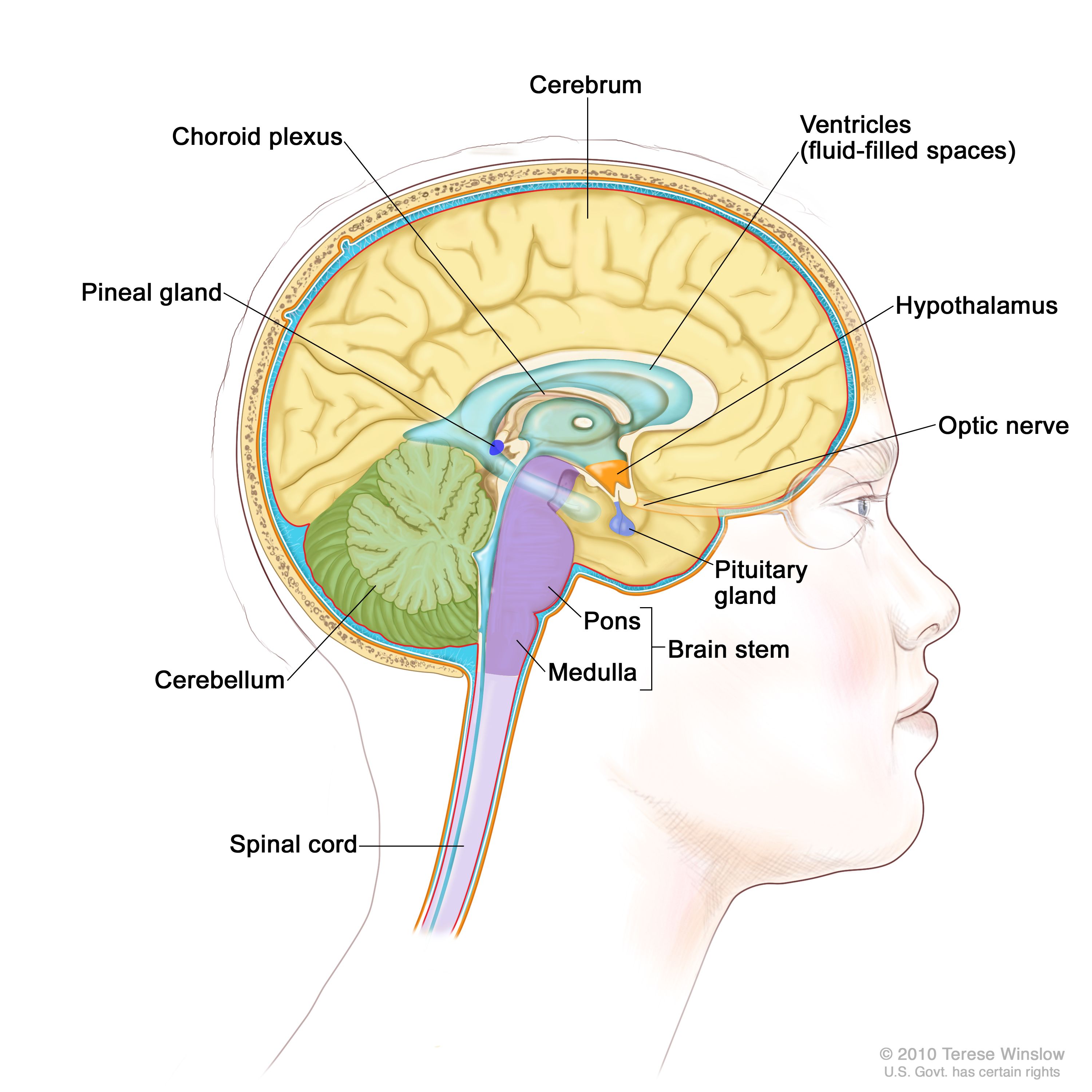 cerebrum and cerebellum