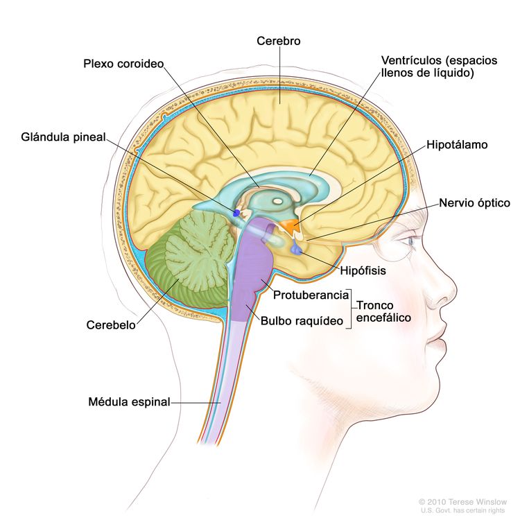 Dibujo del interior del encéfalo que muestra los ventrículos (espacios llenos de líquido), el plexo coroideo, el hipotálamo, la glándula pineal, la hipófisis, el nervio óptico, el tronco encefálico, el cerebelo, el cerebro, el bulbo raquídeo, la protuberancia y la médula espinal.