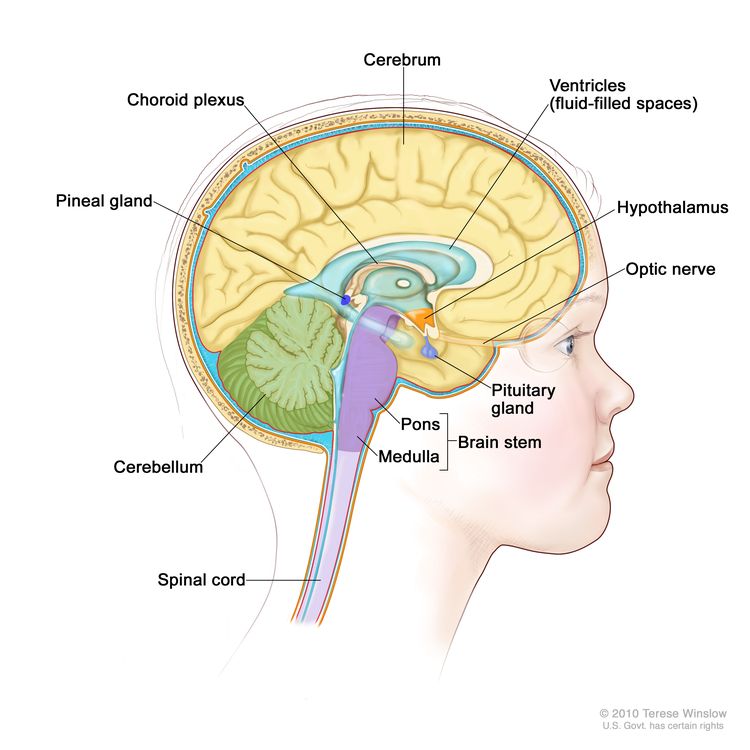 Drawing of the inside of the brain showing ventricles (fluid-filled spaces), choroid plexus, hypothalamus, pineal gland, pituitary gland, optic nerve, brain stem, cerebellum, cerebrum, medulla, pons, and spinal cord.