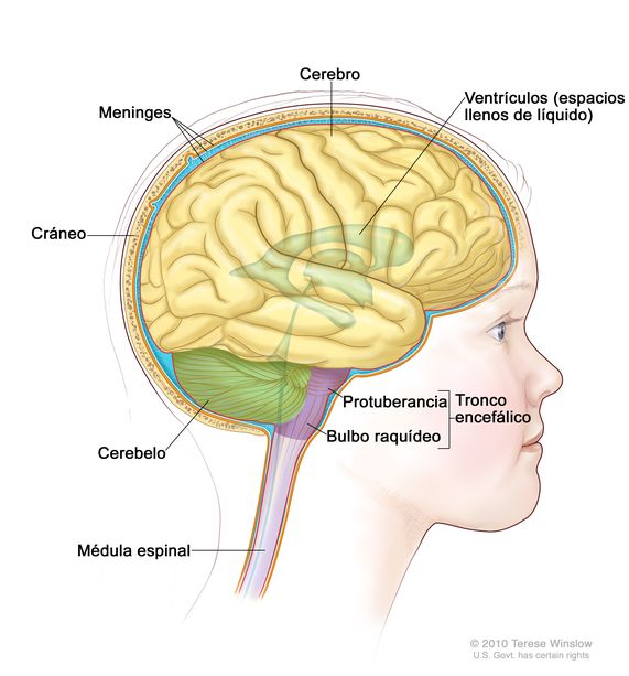 Dibujo de la anatomía del encéfalo que muestra el tronco encefálico, la protuberancia, el bulbo raquídeo, la médula espinal, el cerebelo, el cerebro, las meninges, los ventrículos (espacios llenos de líquido) y el cráneo.