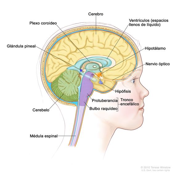 Imagen del interior del encéfalo en la que se observan los ventrículos (espacios llenos de líquido), el plexo coroideo, el hipotálamo, la glándula pineal, la hipófisis, el nervio óptico, el tronco encefálico, el cerebelo, el cerebro, el bulbo raquídeo, la protuberancia y la médula espinal.