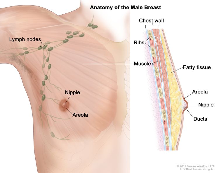 Female Chest Abdominal Muscles Anatomy in Blue X-Ray outline Full