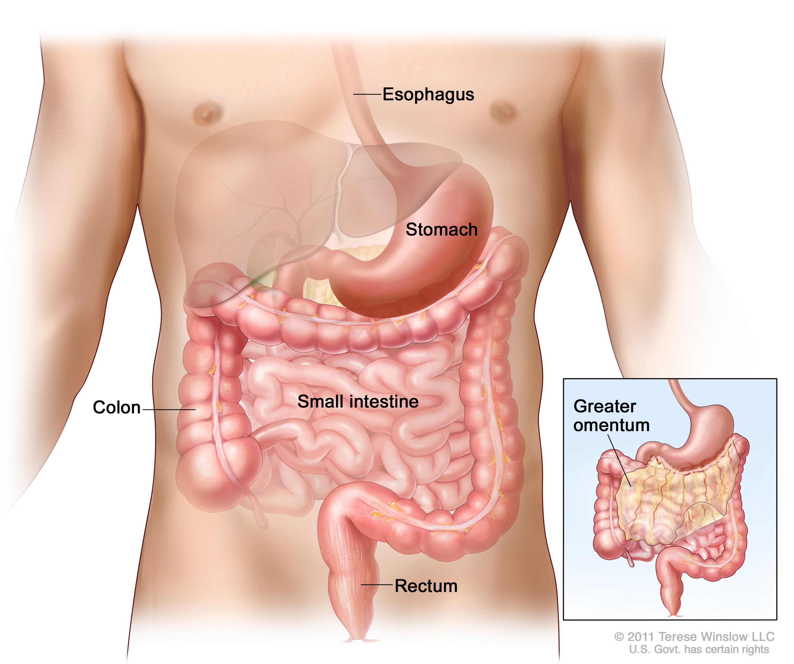 図には、食道、胃、結腸、小腸、直腸などの消化管が示されている。拡大図は、大網（腹部にある胃などの臓器を取り囲むように存在している腹膜で組織の一部）を示している。